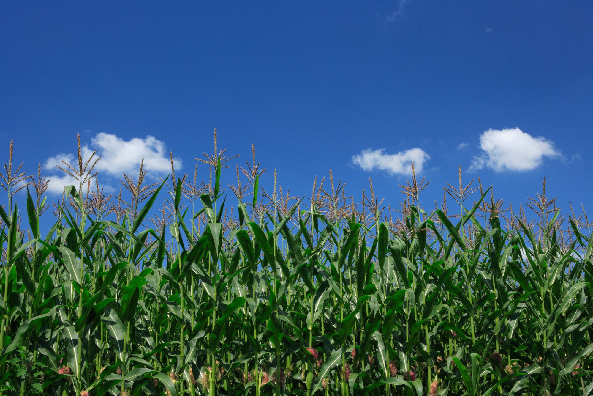 Corn fields